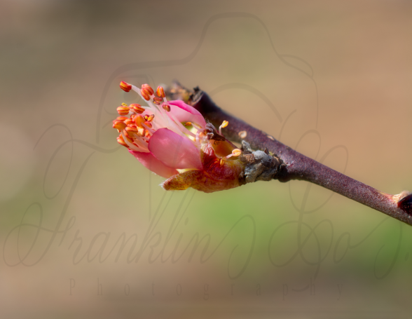 Spring Awakens as Peach Buds Bring New Fruit